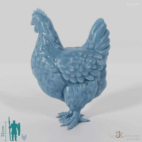 Chicken - Curious domestic chicken