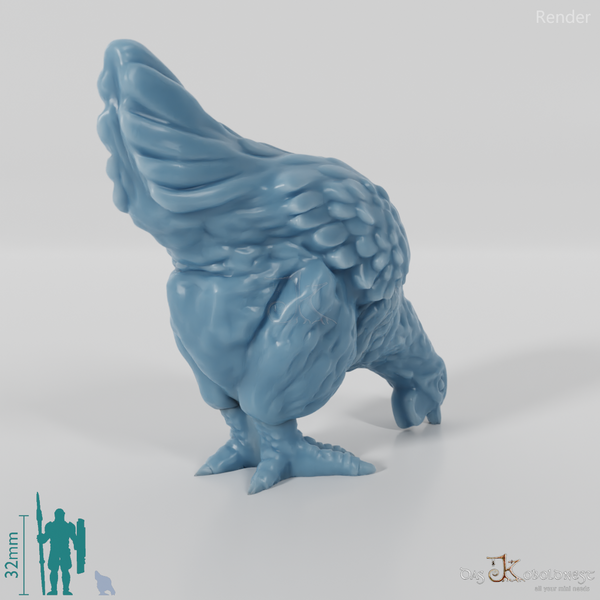 Chicken - Pecking domestic chicken