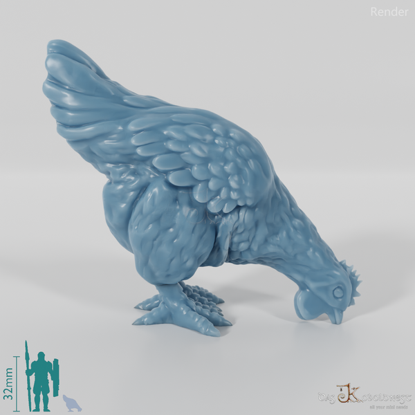 Chicken - Pecking domestic chicken