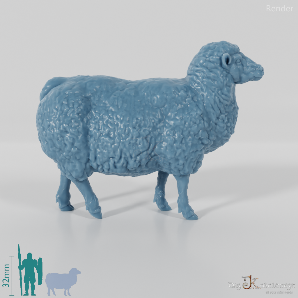 Sheep - domestic sheep 02