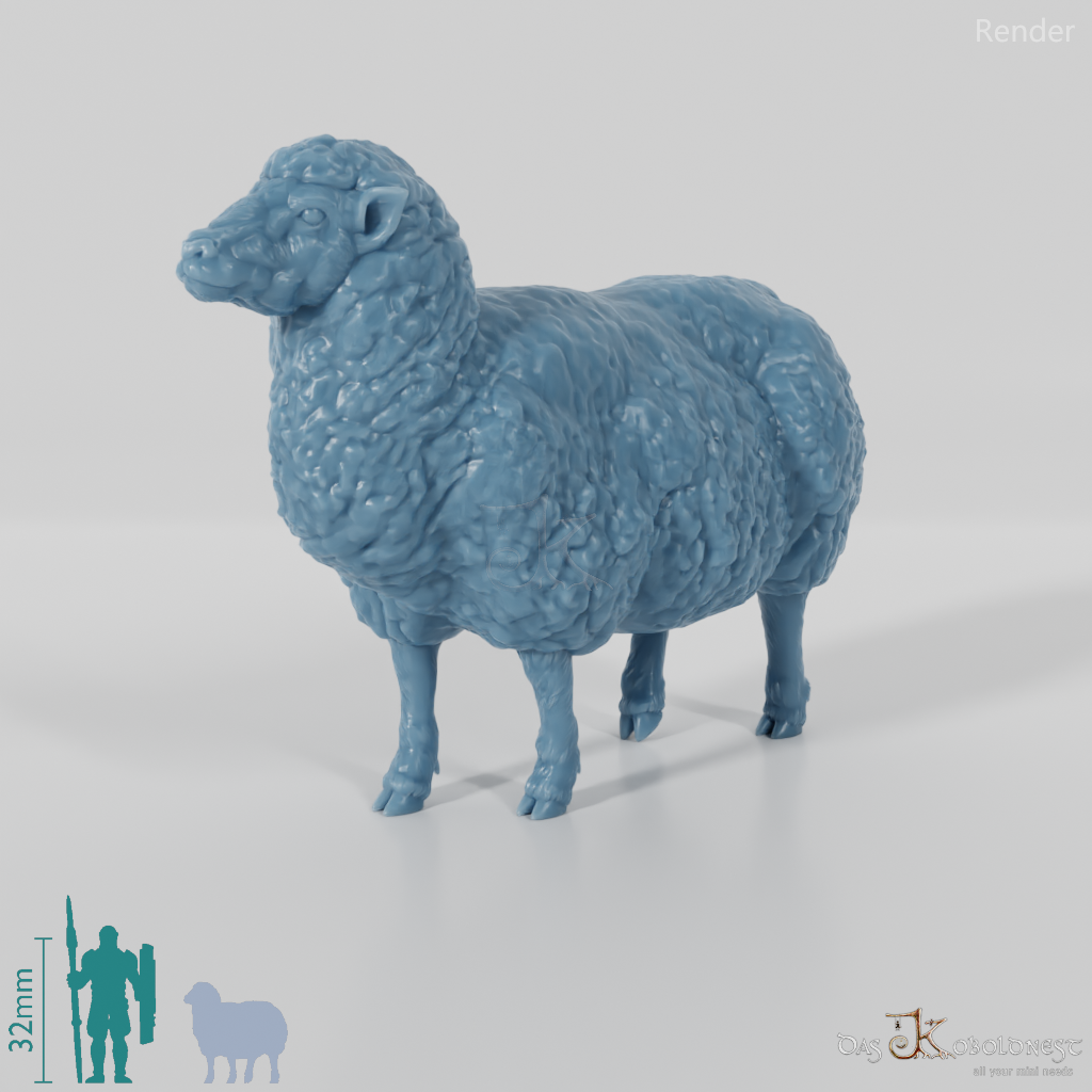 Sheep - domestic sheep 02