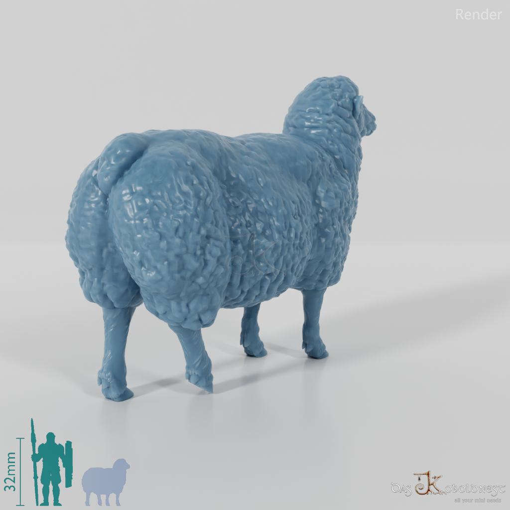 Sheep - domestic sheep 02