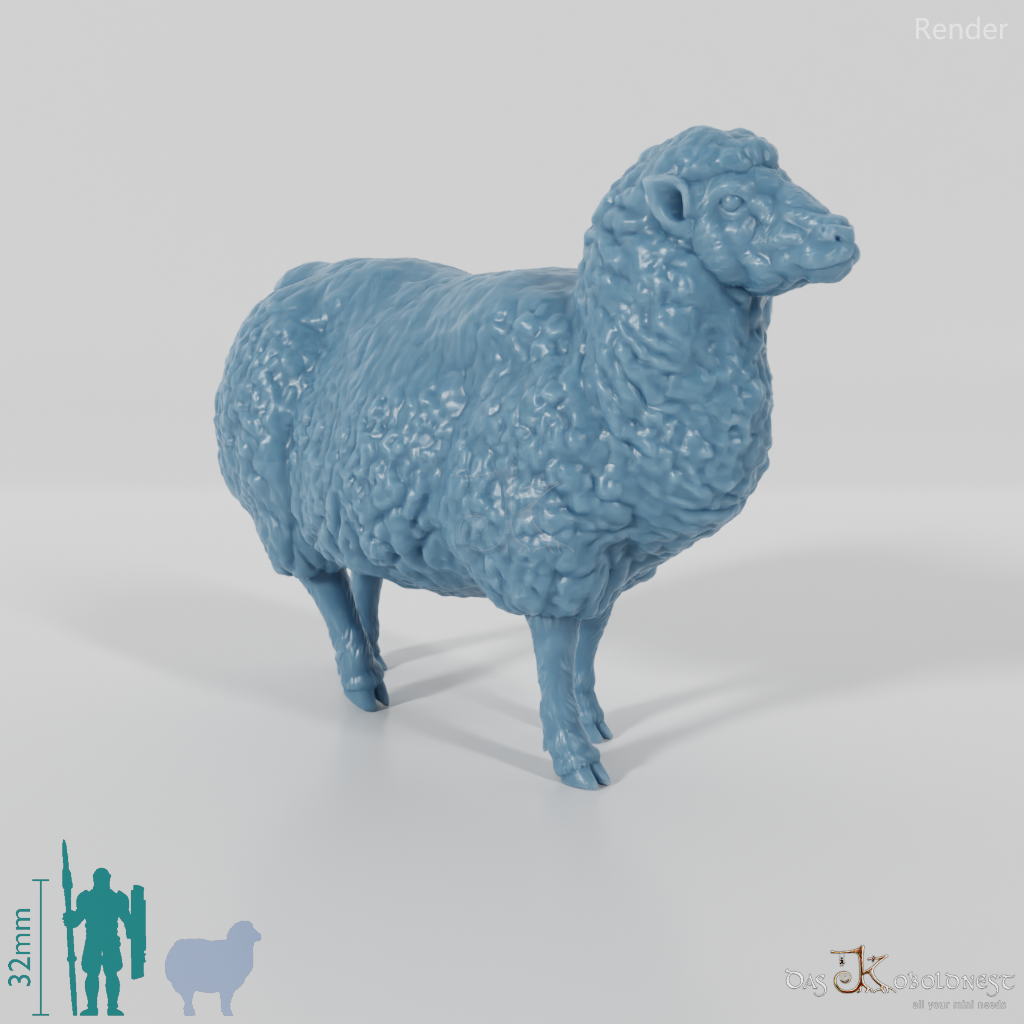 Sheep - domestic sheep 02