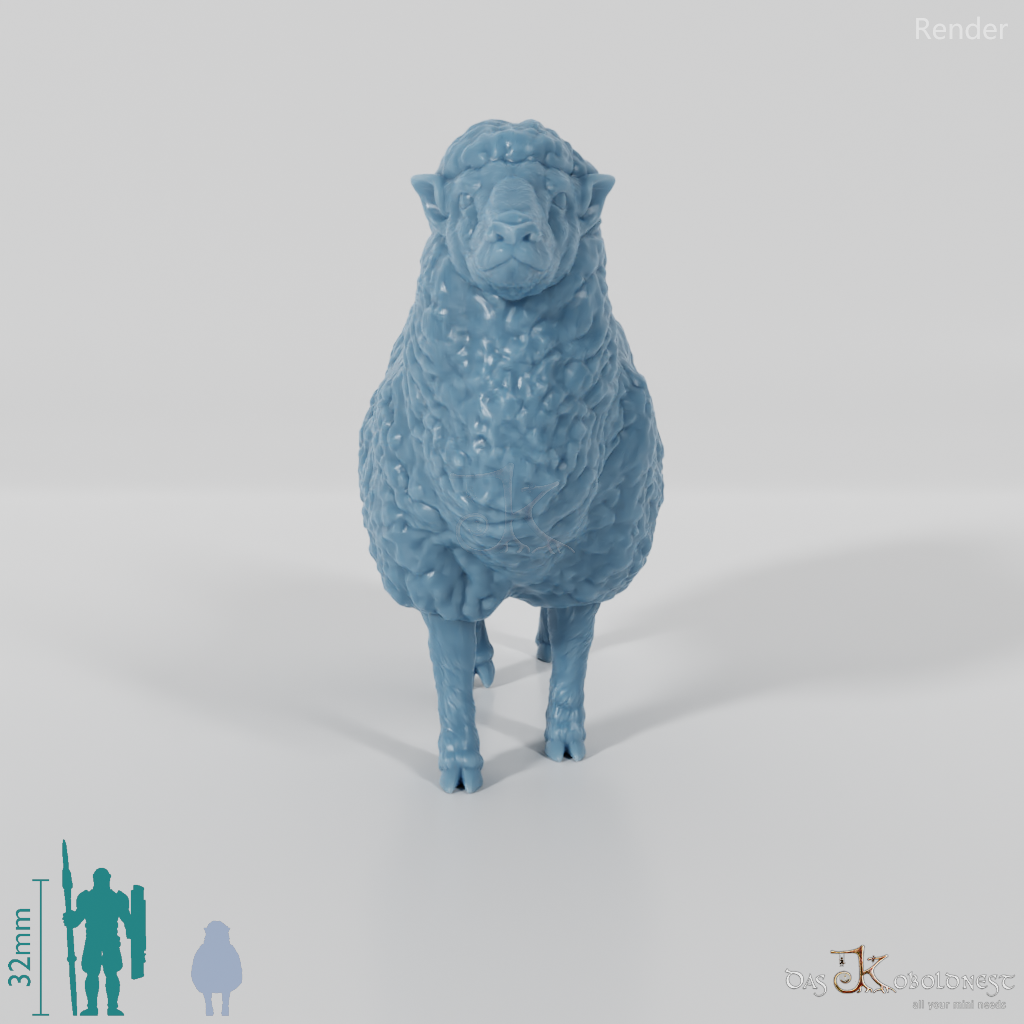 Sheep - domestic sheep 02