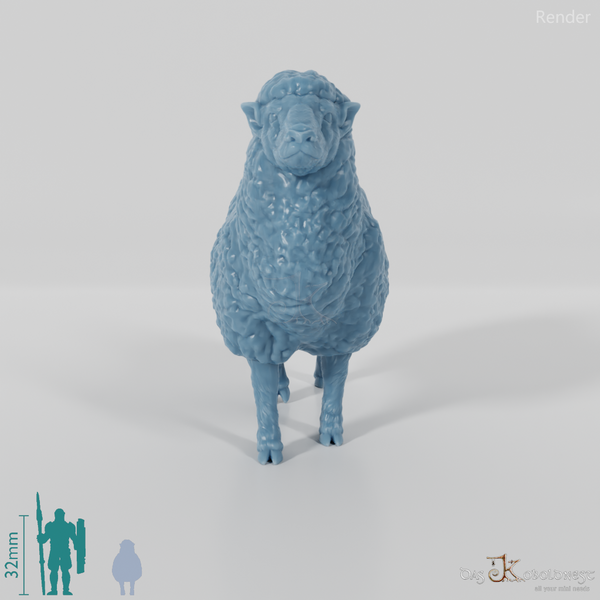 Sheep - domestic sheep 02
