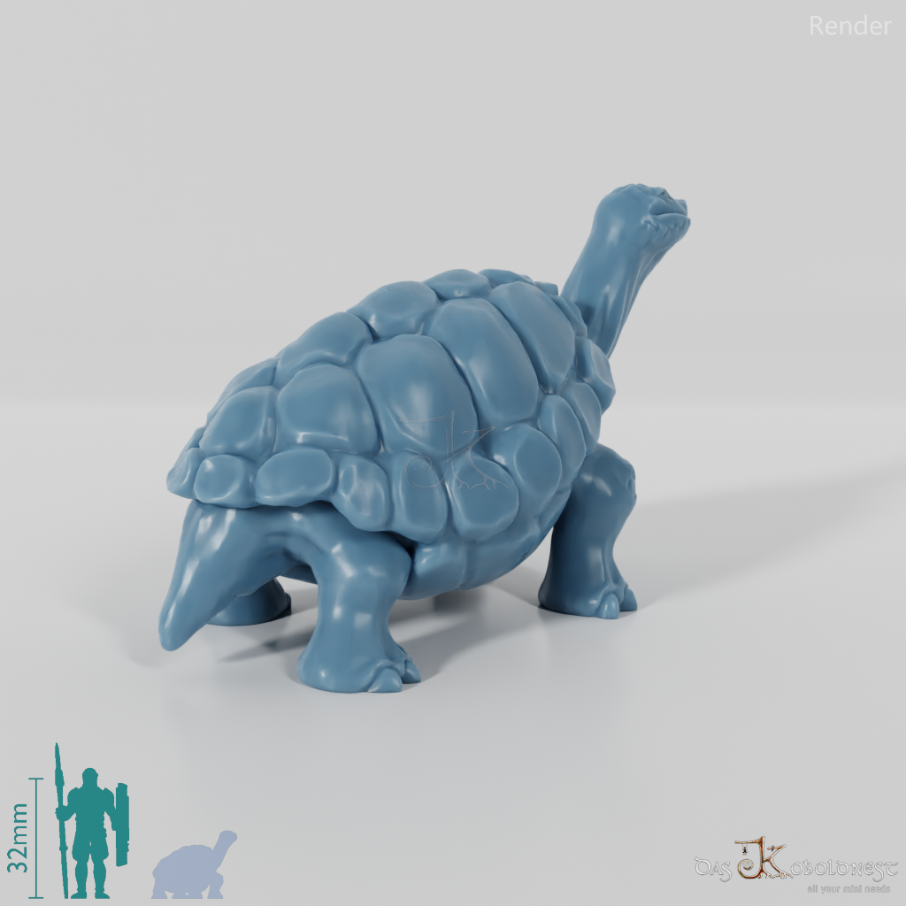 Tortoise - Large tortoise 1