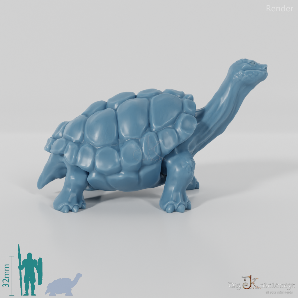 Tortoise - Large tortoise 1