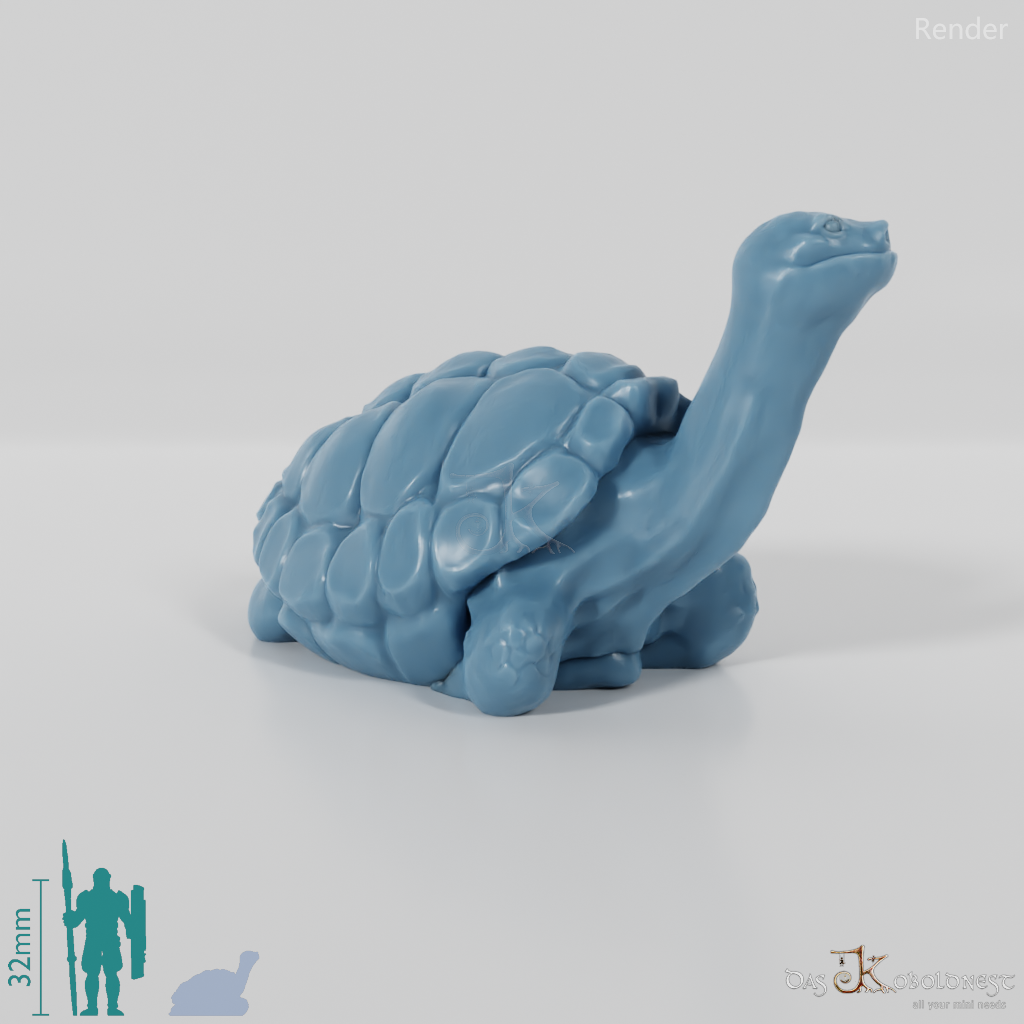 Tortoise - Large tortoise 2