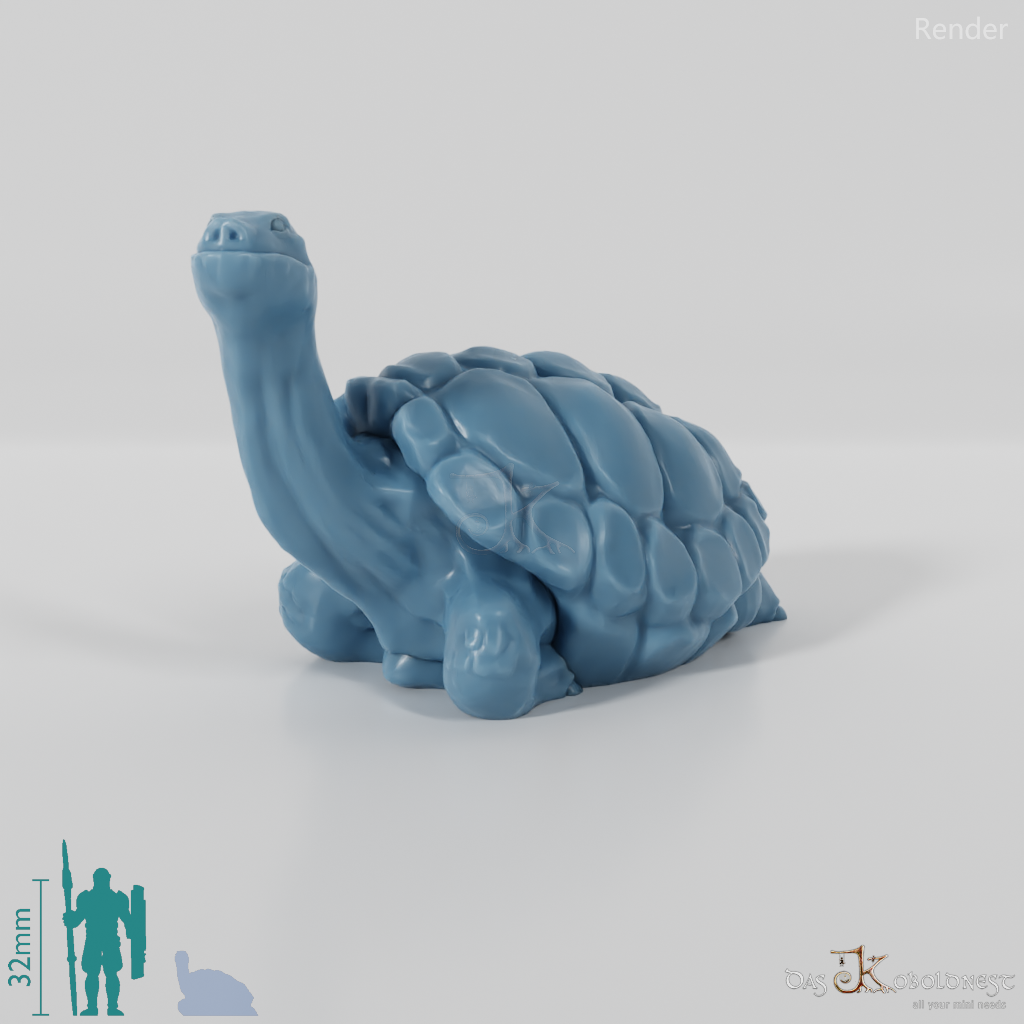 Tortoise - Large tortoise 2